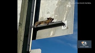 Kinkajou rescued at Yakima rest stop [upl. by Feirahs329]