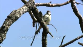 Russet Sparrow [upl. by Arahat]