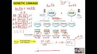 Detection of gene linkage Morgans experiment  xii biology NBF Federal board [upl. by Durtschi]