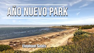 Walk Año Nuevo Park 4K60fps [upl. by Furr]