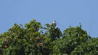 Whitebellied Sea eagle perched on top of a tree at noon at Baratang Island Andaman India [upl. by Xet511]