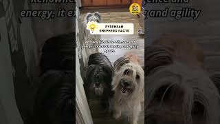 Pyrenean Shepherd Facts shorts dogvideos [upl. by Bancroft]