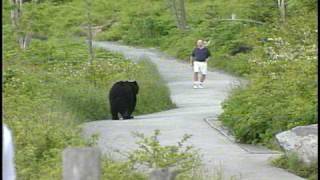 WLOS Bear chases man at Clingmans Dome in GSMNP [upl. by Gnilrets824]