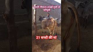 21 बच्चौ की मां Haryana desi caw Tharparkar caw sahiwal cow farm Cawsblike Rathi cow Baawale chore [upl. by Stoeber814]