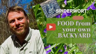 Spiderwort Food from your Backyard spiderwort foraging naturalfood [upl. by Ietta]