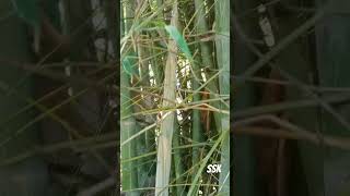 Bamboo farm villagelife viralvideo [upl. by Nilak578]