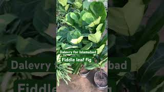 Fiddle leaf fig two plants going to Islamabad  ihavethisthingwithplants floweringvine gardening [upl. by Kliber277]