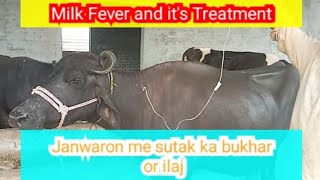 Milk Fever  Sutak ka Bukhar  Sutaki Hawa  Parturient Parasis Metabolic Diseases and Treatment [upl. by Rotsen]