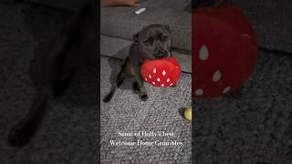 How my Staffy Welcomes Me Home 🥰 bluestaffy dog englishstaffy [upl. by Eittam]