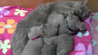 chatons British Shorthair du Clos des AVN [upl. by Vevina]