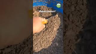 Preparing Vermicompost  short vermicomposting azmiagriculture [upl. by Noled628]