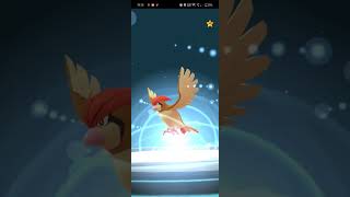 Pidgeotto evolves to pidgeot pokemongame pokemon evolution [upl. by Edgerton]