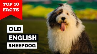 Old English Sheepdog  Top 10 Facts [upl. by Moreland580]