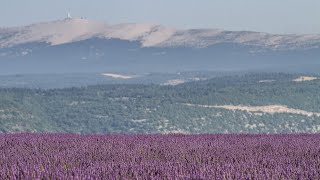 Mount Ventoux from Bedoin  Indoor Cycling Training [upl. by Calandra]