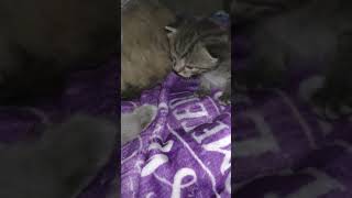 Cat Panting During Labor 😻 [upl. by Doretta133]