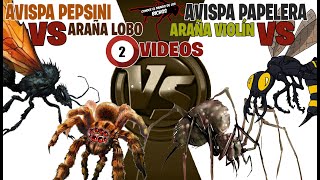 AVISPA PEPSINI VS ARAÑA LOBO  AVISPA PAPELERA VS ARAÑA VIOLIN [upl. by Juieta]