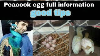 Peacock egg full information hindi  Urdu [upl. by Dronski]