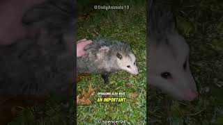 Opossum l Mastering the Art of Playing Dead [upl. by Nabla214]