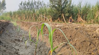 top variety of sugarcane in up high yield sugarcane farming  Alternative of sugarcane co 0238 [upl. by Anima141]