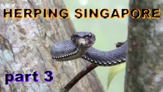 Herping Singapore Part 3  Snakes crocodiles and more [upl. by Ainsley]