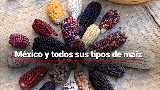 MéxicoDeMilColores  El maíz un alimento que es el corazón de los mexicanos🌽 [upl. by Duax]