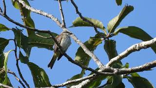 Piratic flycatcher [upl. by Renado]