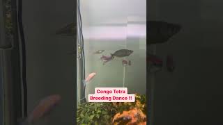 Congo Tetras SECRET Breeding Dance [upl. by Ardolino]