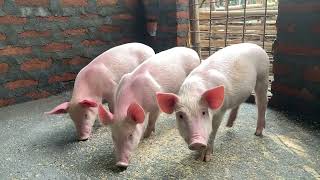 Pig farming in Assam ll feeding pigs ll oma farm [upl. by Belldas665]