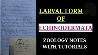 LARVAL FORM OF ECHINODERMATA IN HINDI handwrittenzoologynotes bsc1styearzoology [upl. by Gayla371]