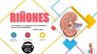 Anatomía  Riñón Pt I Caras Bordes Relaciones Fascia Renal [upl. by Dallman287]