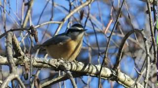 Red Breasted Nuthatch Calling [upl. by Khanna355]