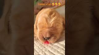 cutest of all puppies cute puppy dogs [upl. by Nizam]