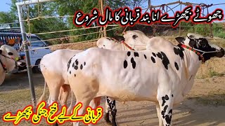 Talagang Mandi new updateFated Jang Bulls ratesbakra Eid 2024Mandi rates and update [upl. by Xonk]