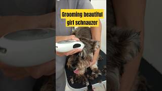 Cute mini schnauzer Hair cut [upl. by Claudy]