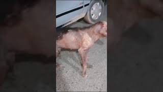 URGENT 🚨 DOG RESCUE NEEDED IN ABBOTTABADSEVERE SARCOPTIC MANGE Location Abbottabad Pakistan [upl. by Arec]