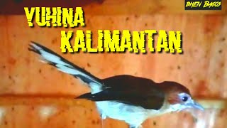 MENGENAL YUHINA KALIMANTAN [upl. by Mallina]