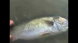 Big Walleye at Clinton lake July 29 2012 [upl. by Eiramac682]