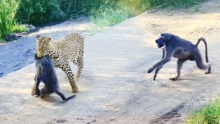 Leopard Pulls Off Perfect Ambush on Baboon  But they Fight Back [upl. by Akimed]