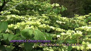 Viburnum plicatum Shasta  Japanse sneeuwbal [upl. by Maibach]