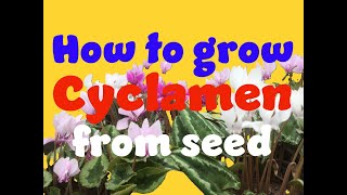 how to germinate cyclamen seeds Part 1 [upl. by Satterlee932]