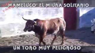 Mameluco El Miura Solitario Un Toro Muy Peligroso Parte 22 [upl. by Ythomit726]