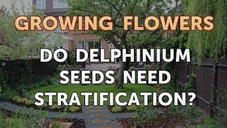 Do Delphinium Seeds Need Stratification [upl. by Tracey11]