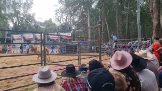 GYMPIE MUSTER 2022 RODEO BULL RIDING 40th ANNIVERSARY [upl. by Colver92]