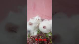 Kittens available roorkee city haridwar [upl. by Eneleh]