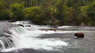 747 Returns to Brooks Falls 2017 08 24 [upl. by Rolph]