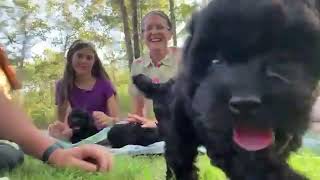 Cockapoo Puppy Compilation  Dog Breeder Interview [upl. by Mapel803]