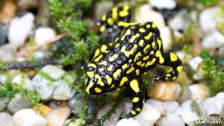 Southern Corroboree Frogs answer keeper’s call [upl. by Ahsatniuq422]