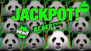 RECORD BREAKING 🐼 90 MIN STRAIGHT NON STOP BONUSES amp A JACKPOT A TRIBUTE TO ALBERT Casino [upl. by Comethuauc]