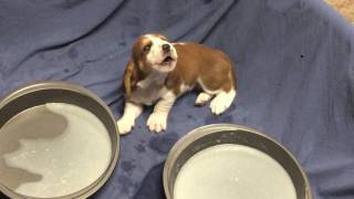 Basset Hound Puppies Howling  3 weeks old They soon rejoined mama in the family room with love [upl. by Zebada]