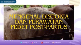 Mengenal Distokia dan Perawatan Pedet PostPartus [upl. by Dodson]